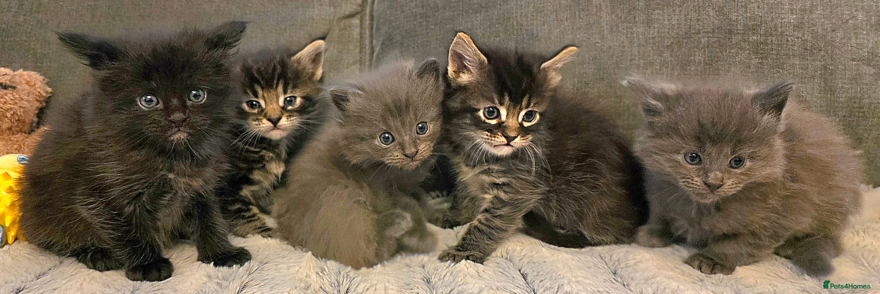 Maine Coon cats Five stunning maine coon kittens - Advert 9