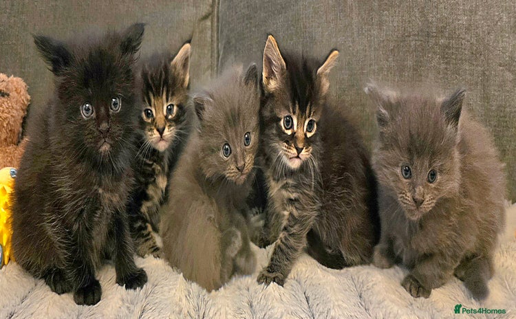 Maine Coon cats Five stunning maine coon kittens - Advert 6