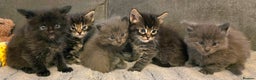 Maine Coon cats for sale: Five stunning maine coon kittens - Advert 1