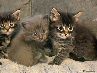 Maine Coon cats Five stunning maine coon kittens - Advert 1