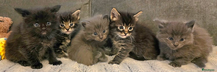 Maine Coon cats Five stunning maine coon kittens - Advert 3