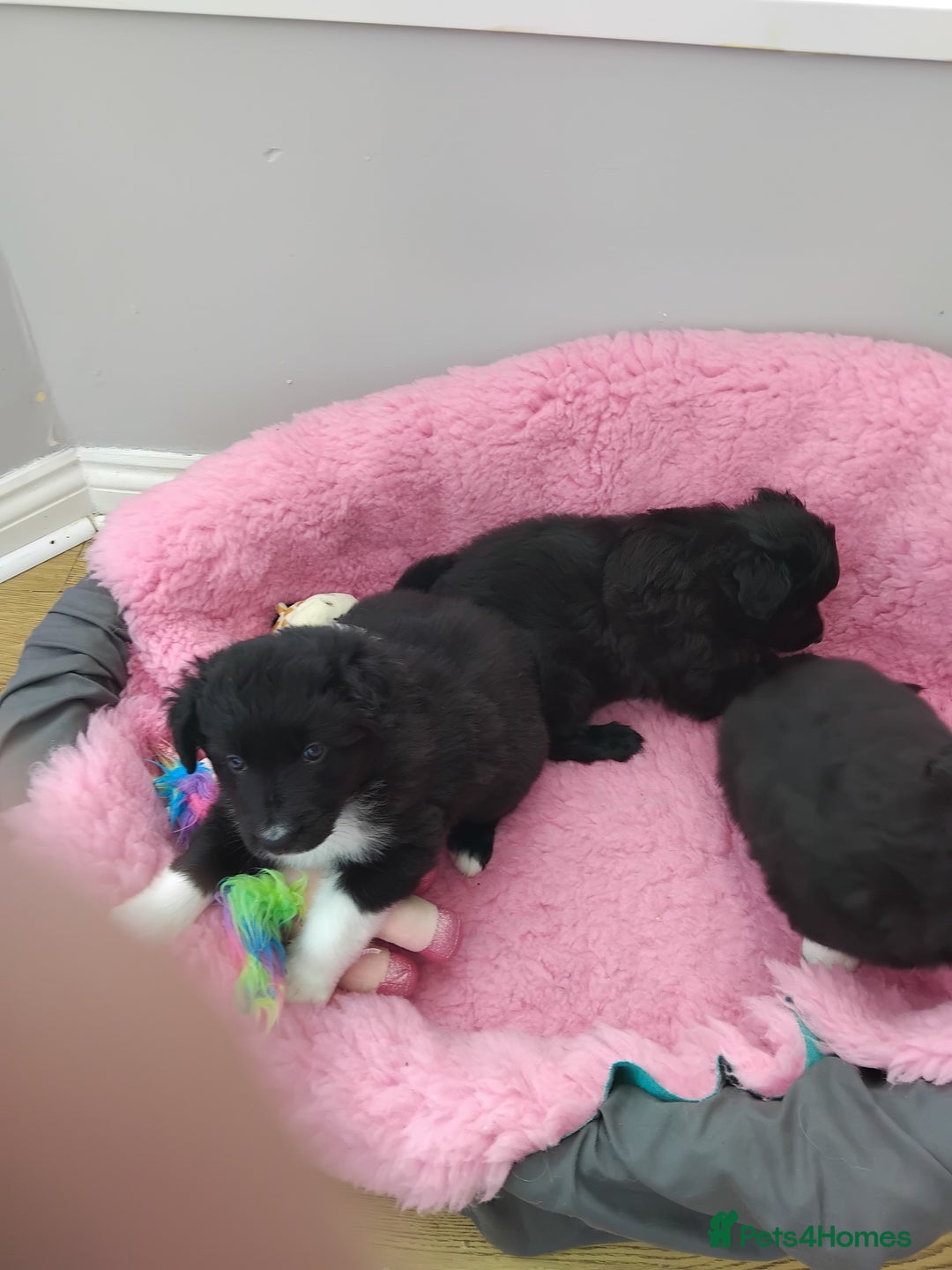 Mixed Breed dogs for sale: German Shepherd x collie - Image 10