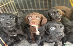 Cockerdor dogs for sale: Beautiful cockerdor puppies - Image 22