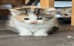 Persian cats for sale: Persian Kittens  - Image 12