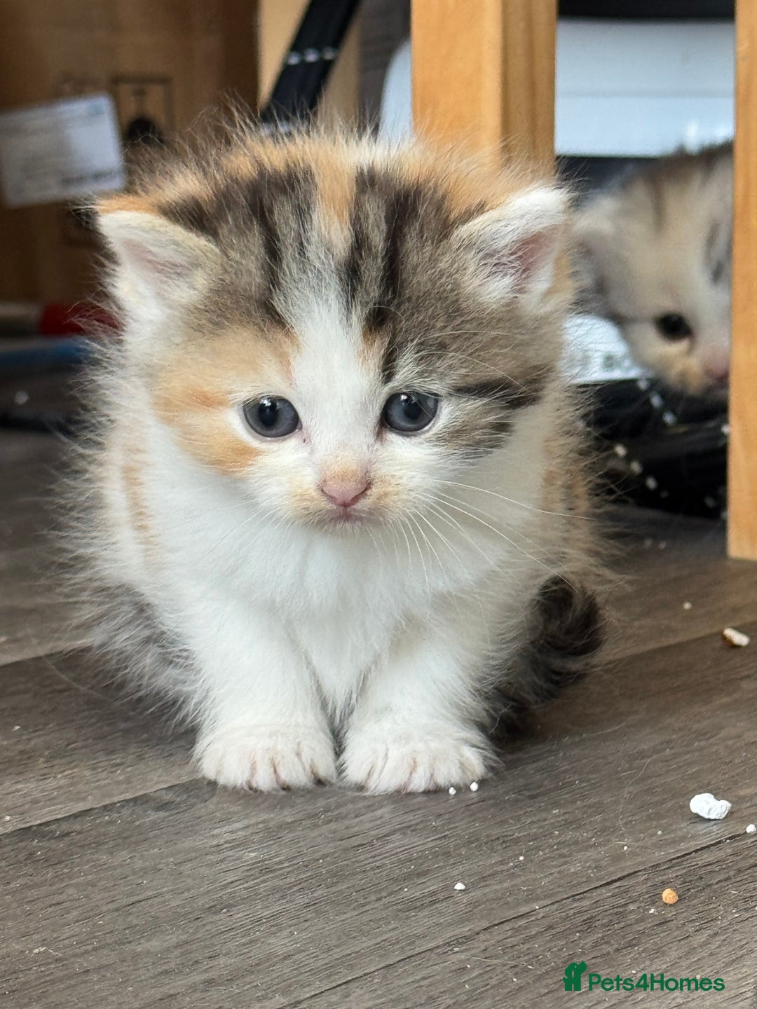 Persian cats for sale: Persian Kittens  - Image 12