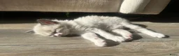 Ragamese cats for sale: Ragdoll Siamese Kittens in Aylesford - Advert 11