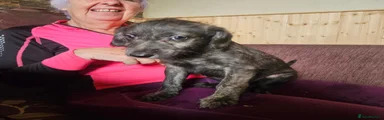 Mixed Breed 1