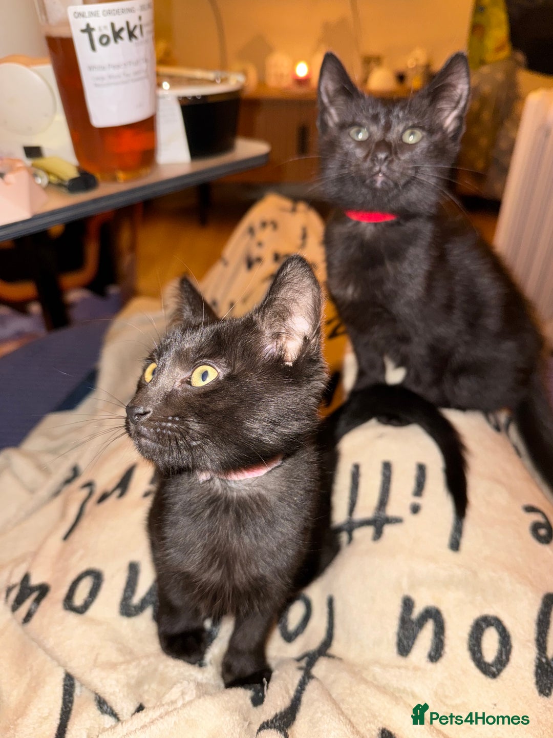 Mixed Breed cats for sale: Melanistic bengals/siamese’s (bengalese) - Advert 6