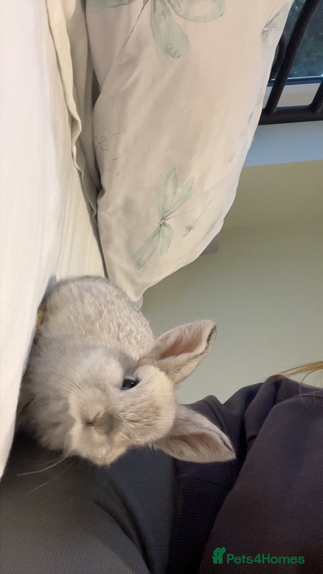 Mini Lop rabbits mini lop grey  - Advert 17