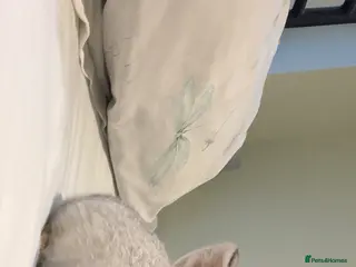 Mini Lop rabbits mini lop grey - Advert 17