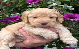 Cockapoo dogs for sale: Stunning F1 Cockapoos - Image 4