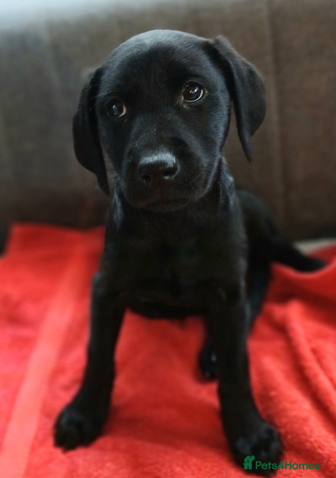 Labrador Retriever dogs for sale: Labrador  - Advert 9