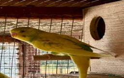 Budgerigars birds for sale: Baby Budgies for sale  - Image 3