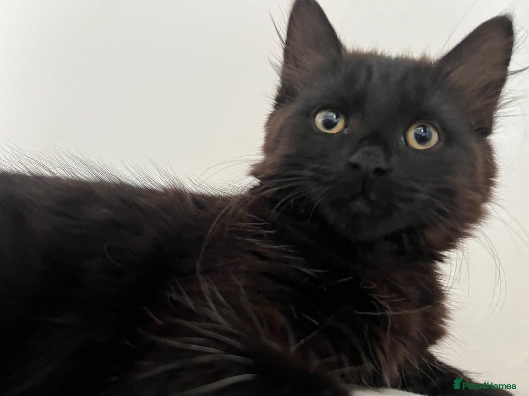 British Longhair cats for sale: Longhair Kitten 🐈‍⬛ 🖤!!(REDUCED BY £100) - Image 4