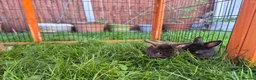 Mixed Breed rabbits for sale: Rabbits for sale  - Advert 3