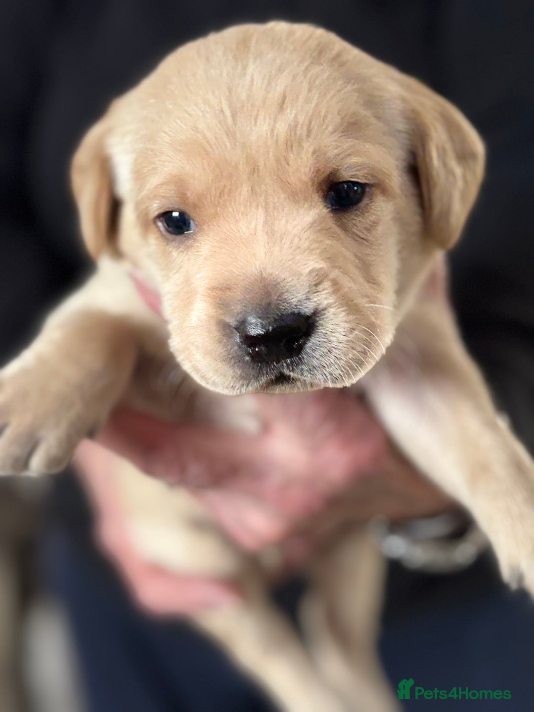 Labrador Retriever dogs for sale: HOME REARED KENNELCLUB REGISTERED LABRADOR PUPPIES - Advert 13