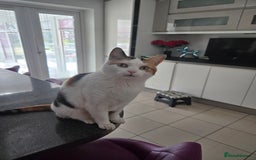 British Shorthair cats for sale: Snuggles - Image 1