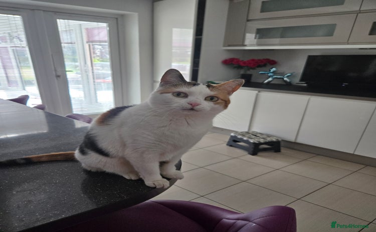 British Shorthair cats for sale - Advert 1