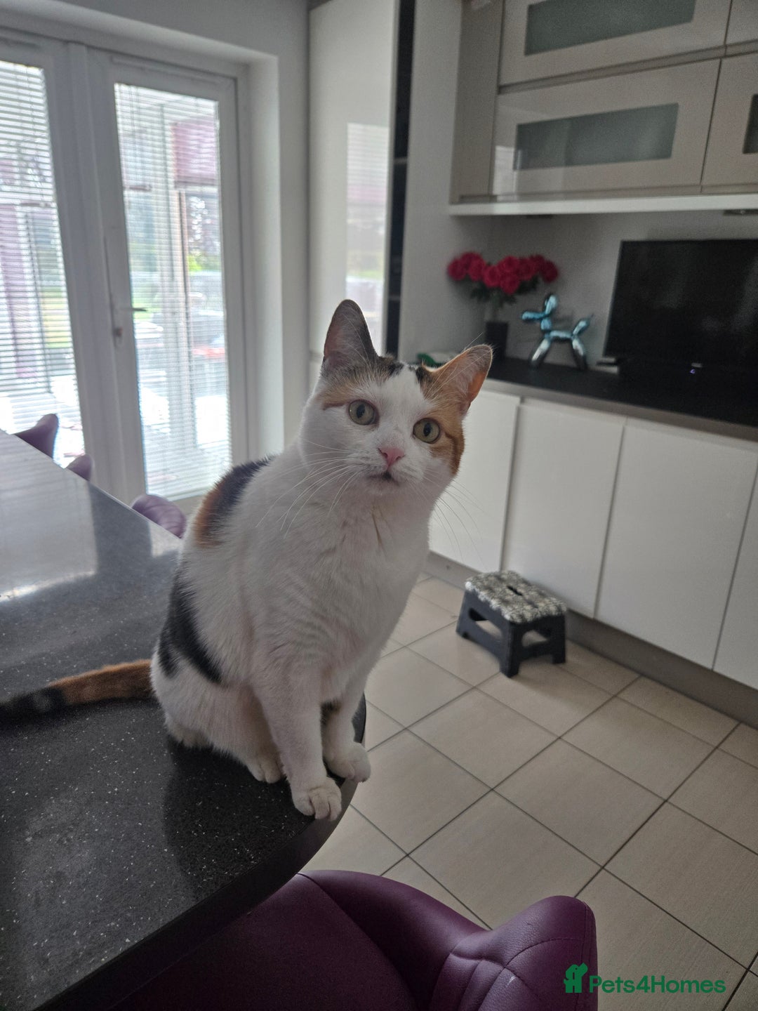 British Shorthair cats for sale: Snuggles - Image 1