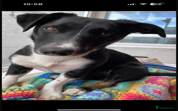 Mixed Breed dogs for sale: Buddy - Image 1