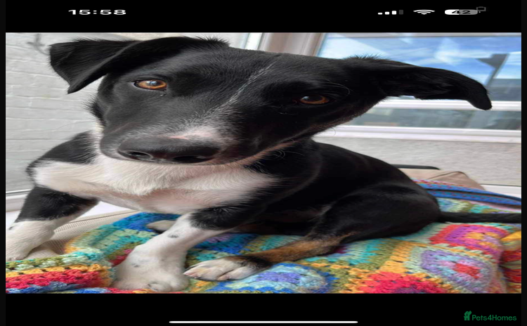 Mixed Breed dogs - Advert 11