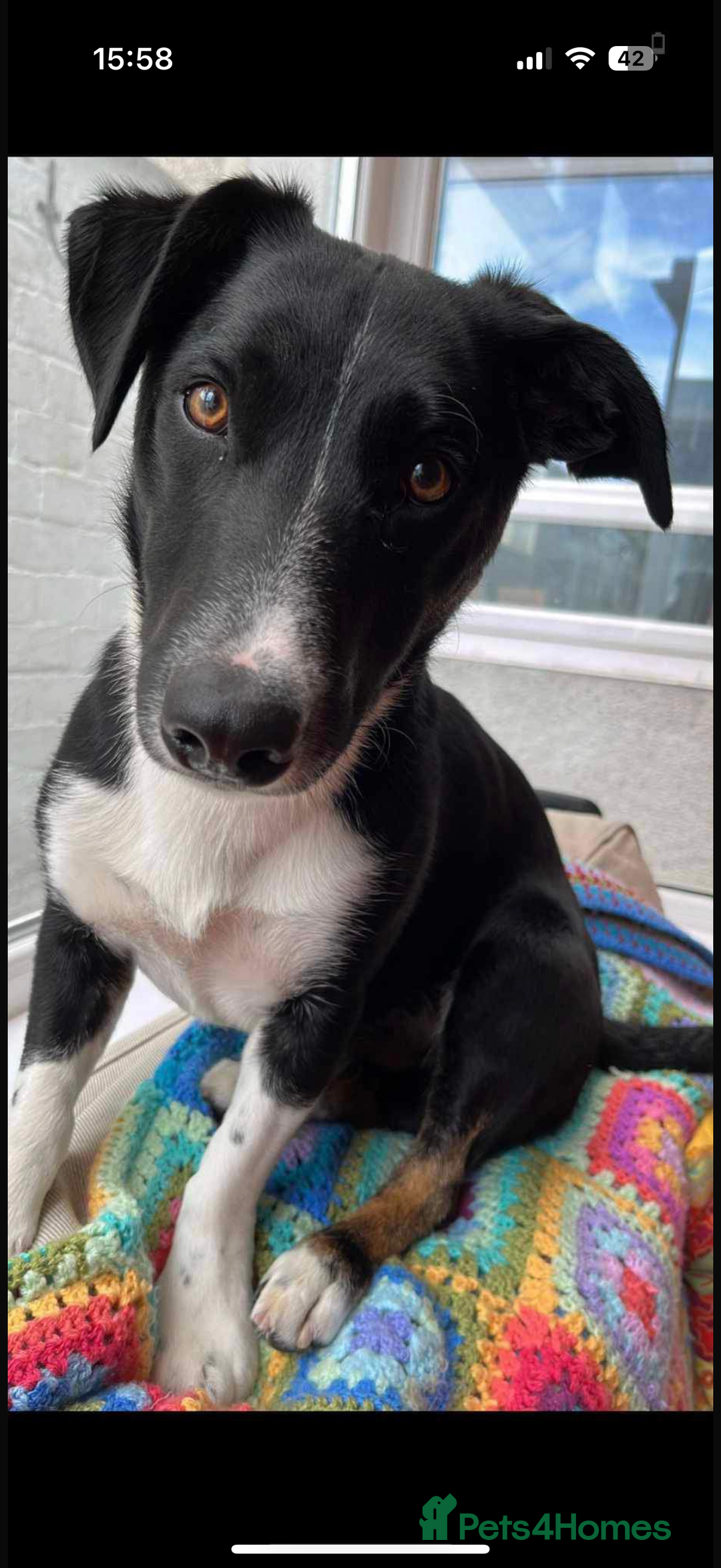 Mixed Breed dogs for sale: Buddy - Image 1