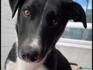 Mixed Breed dogs - Advert 5