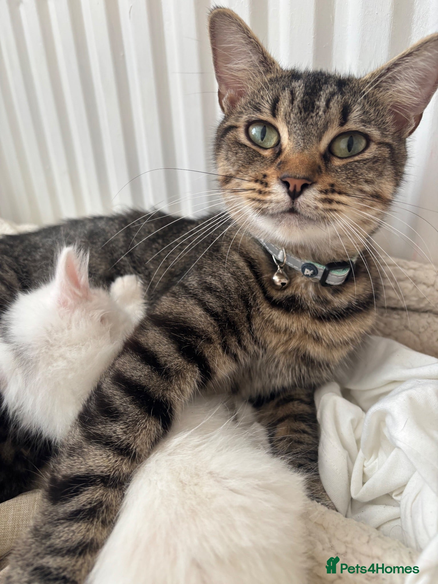 Mixed Breed cats Kittens  - Advert 1