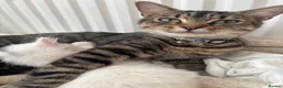 Mixed Breed cats for sale: Kittens  - Advert 1