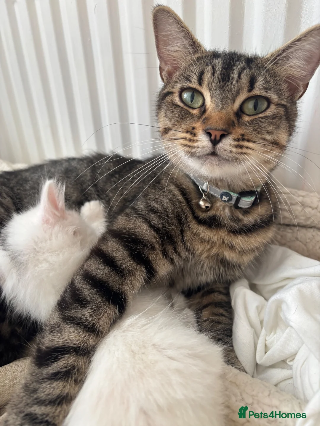 Mixed Breed cats for sale: Kittens  - Advert 1
