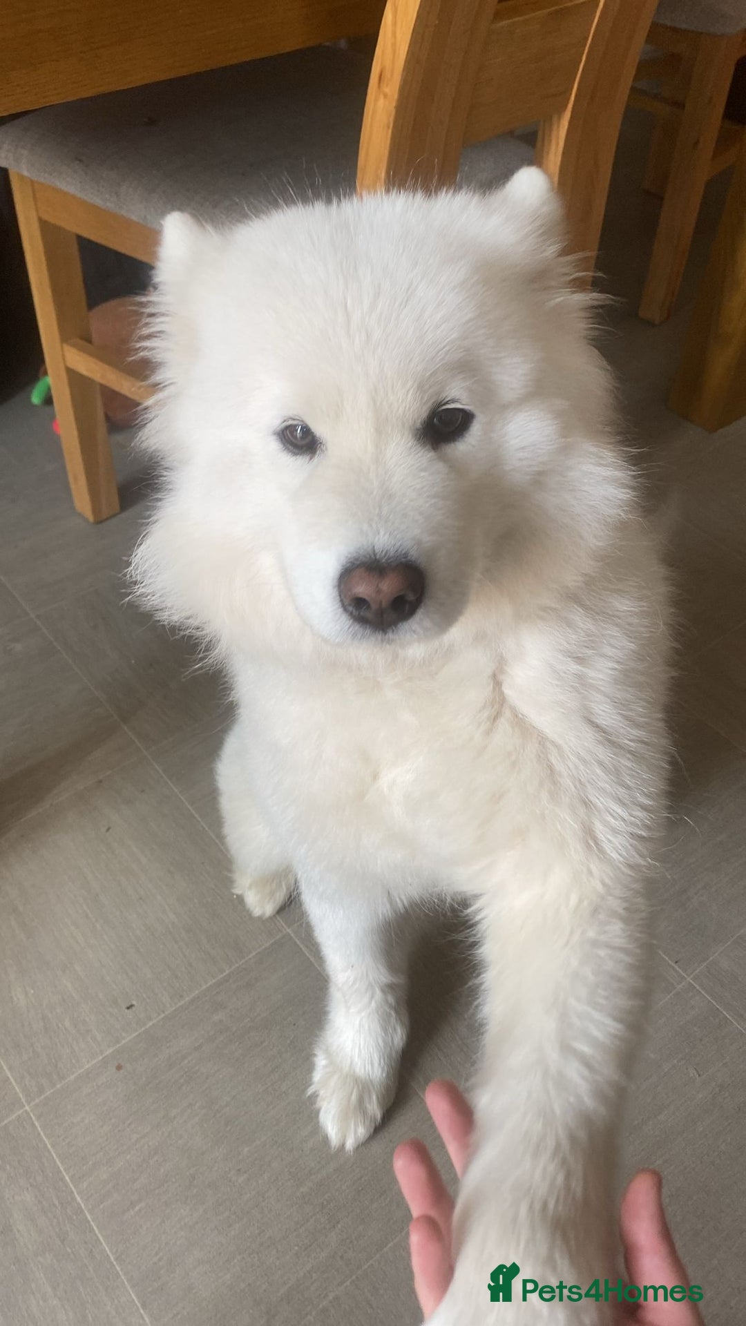 Samoyed dogs for sale: Samoyed bitch 3 years old - Image 4