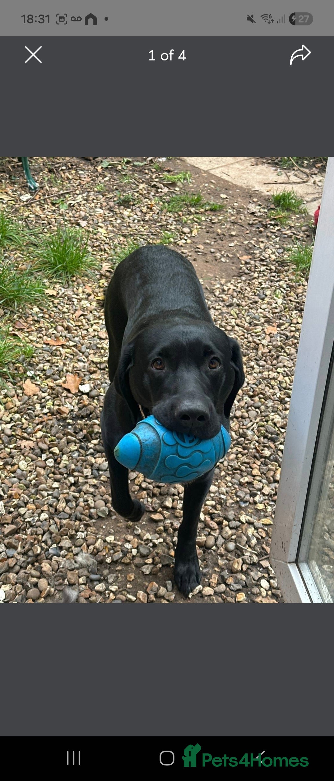 Labrador Retriever dogs for stud: KC Registered working Lab Stud – Proven – Smokie - Advert 7