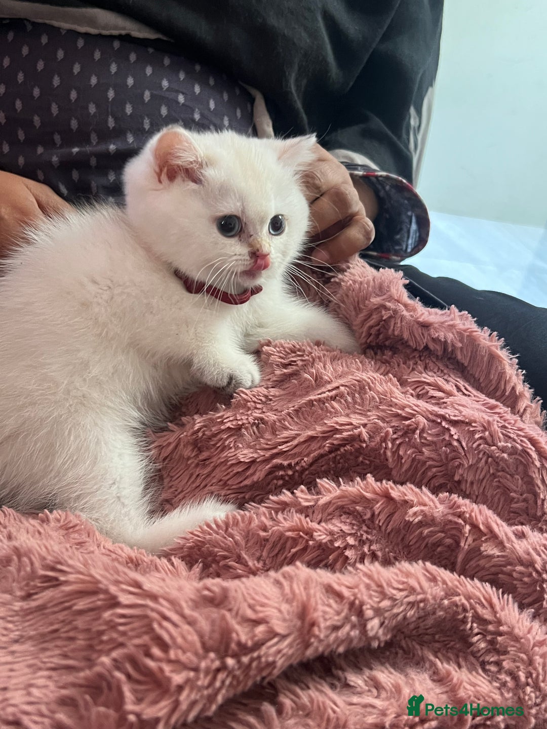 British Shorthair cats for sale: Beautiful golden white British short hair  - Image 2