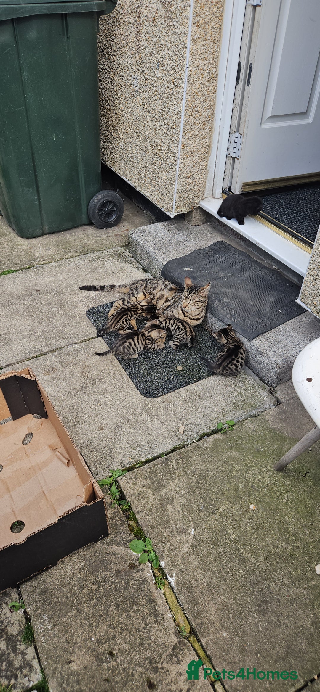 Bengal cats for sale: Mix breed Bengal + Tabby - Image 8