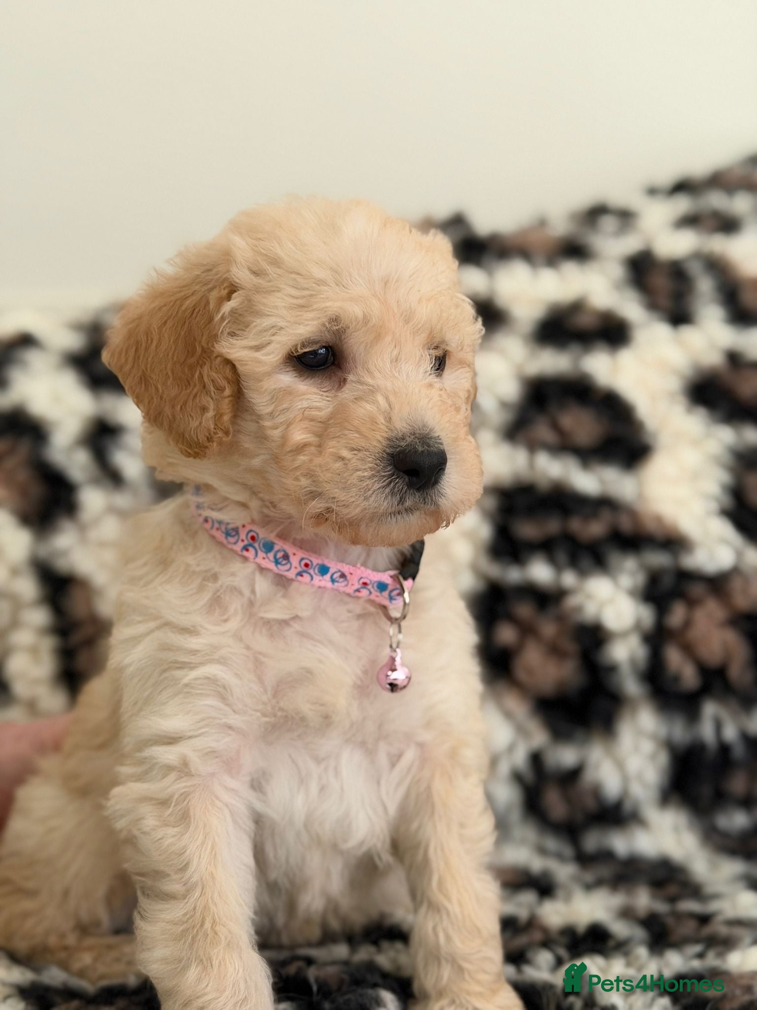 Labradoodle dogs Adorable Standard Labradoodle Puppies - Advert 2