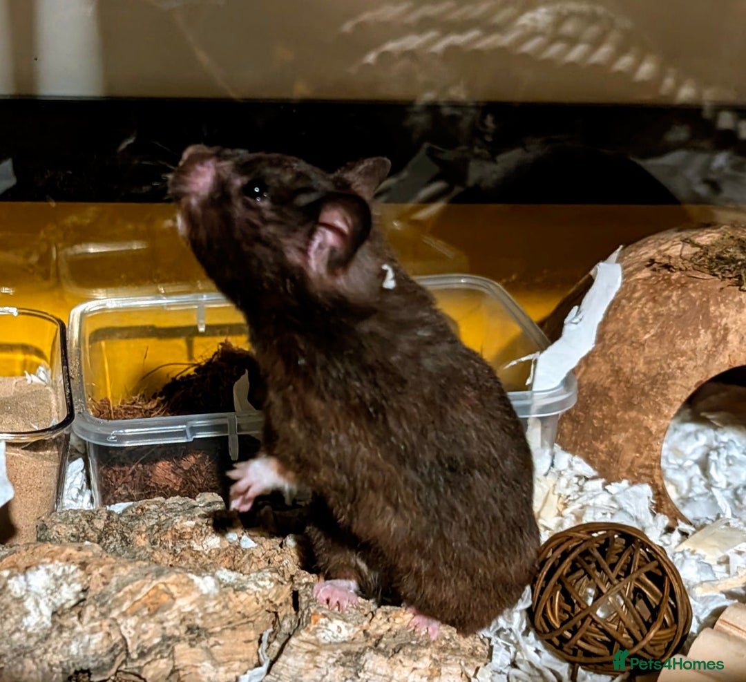 Hamster rodents for sale: Female Syrian for Adoption  - Image 6