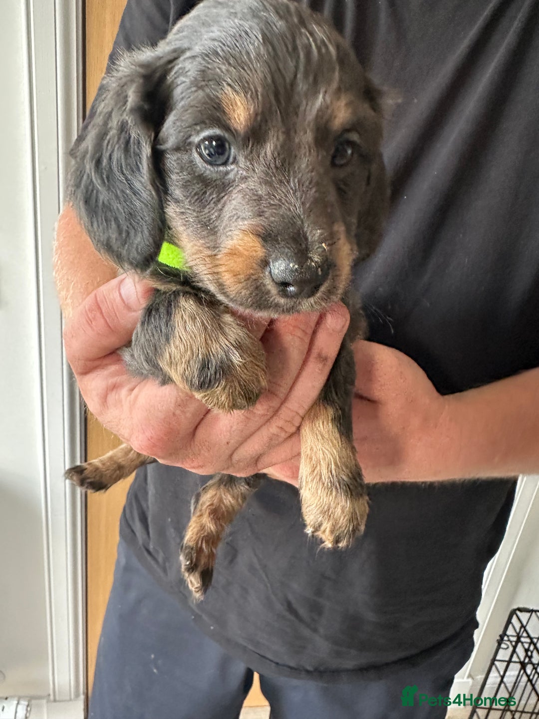 Miniature Dachshund dogs for sale: Miniature dachshund puppies  - Image 8