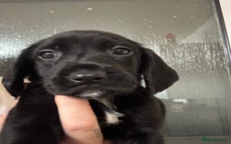 Springador dogs for sale: 9 Beautiful Springador Puppies - Image 6