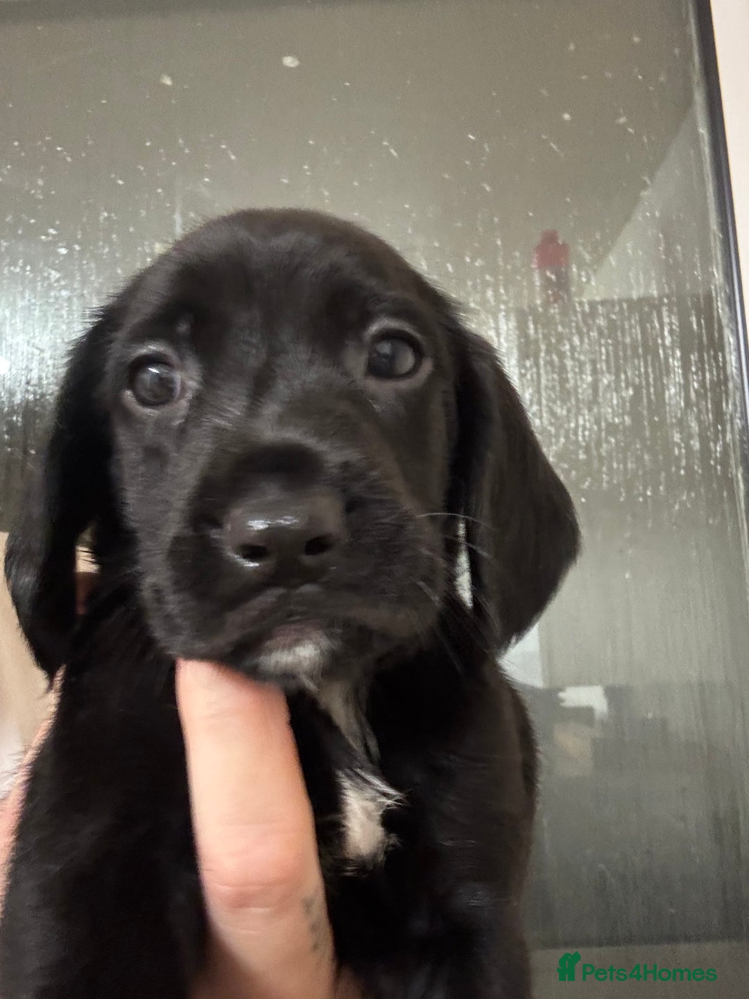 Springador dogs for sale: 9 Beautiful Springador Puppies - Image 6