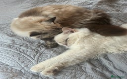 Ragdoll cats for sale: Ragdoll Cherubim Mink Lilac Chocolate TICA - Image 7