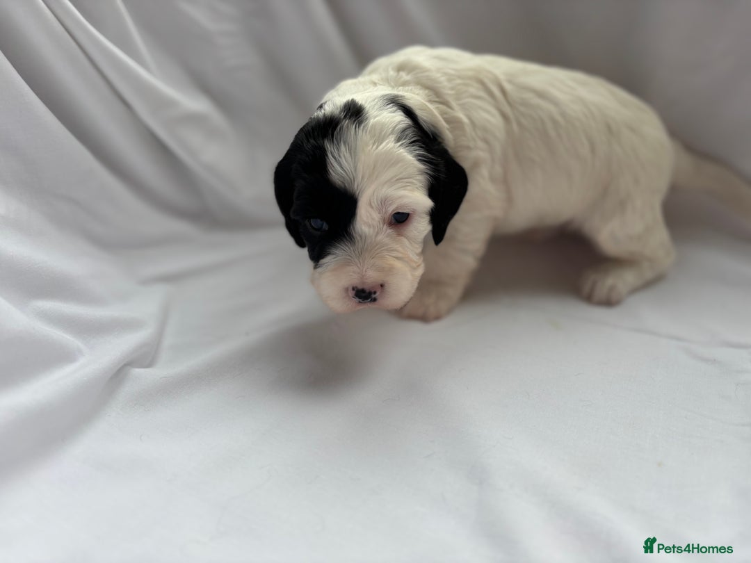 Sproodle dogs for sale: Spoodles - Image 4