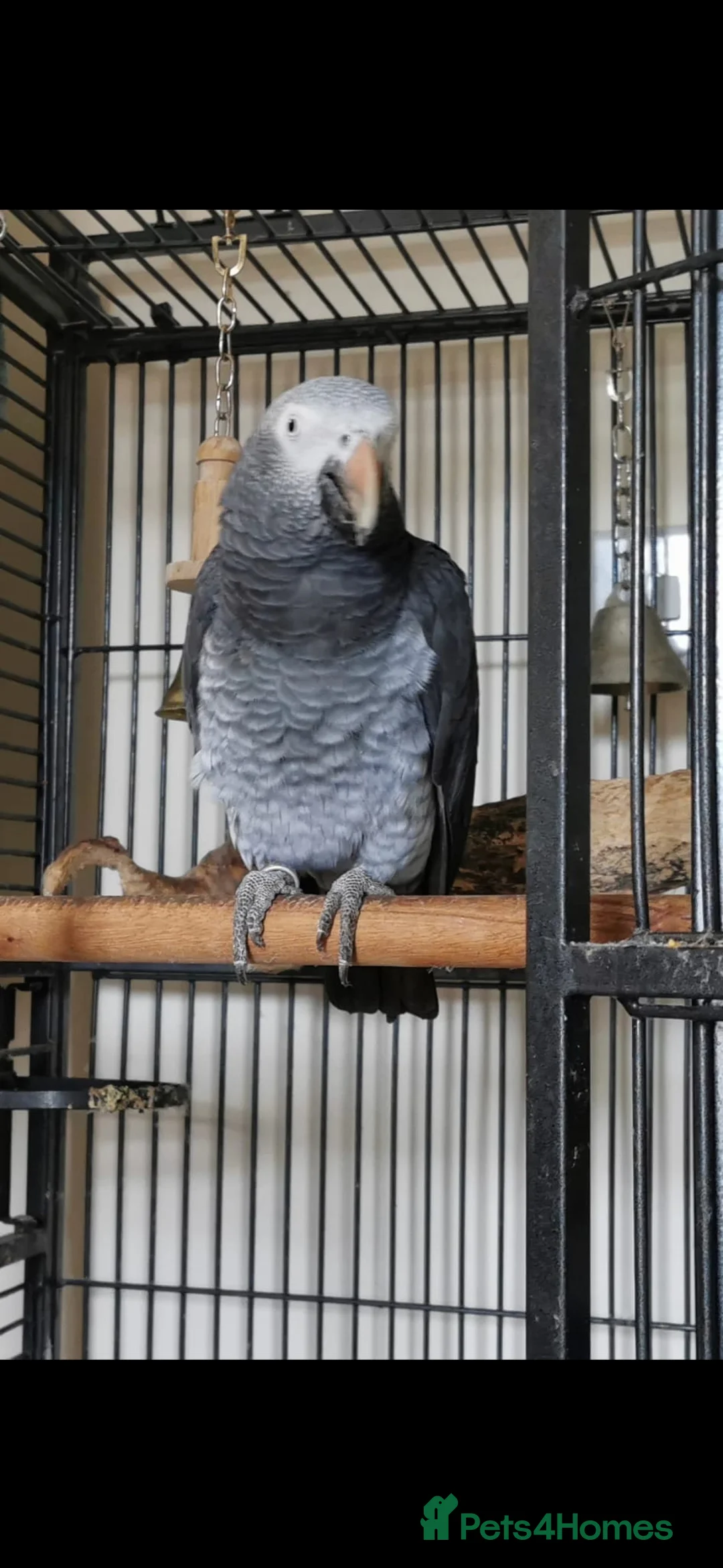 Parrots birds for sale: Male African grey  - Advert 2