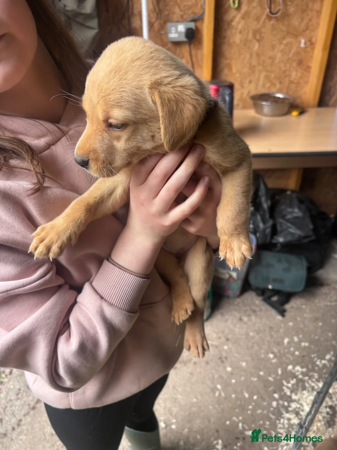 Labrador Retriever dogs for sale: KC Registered Labrador Puppies in Banchory - Advert 2