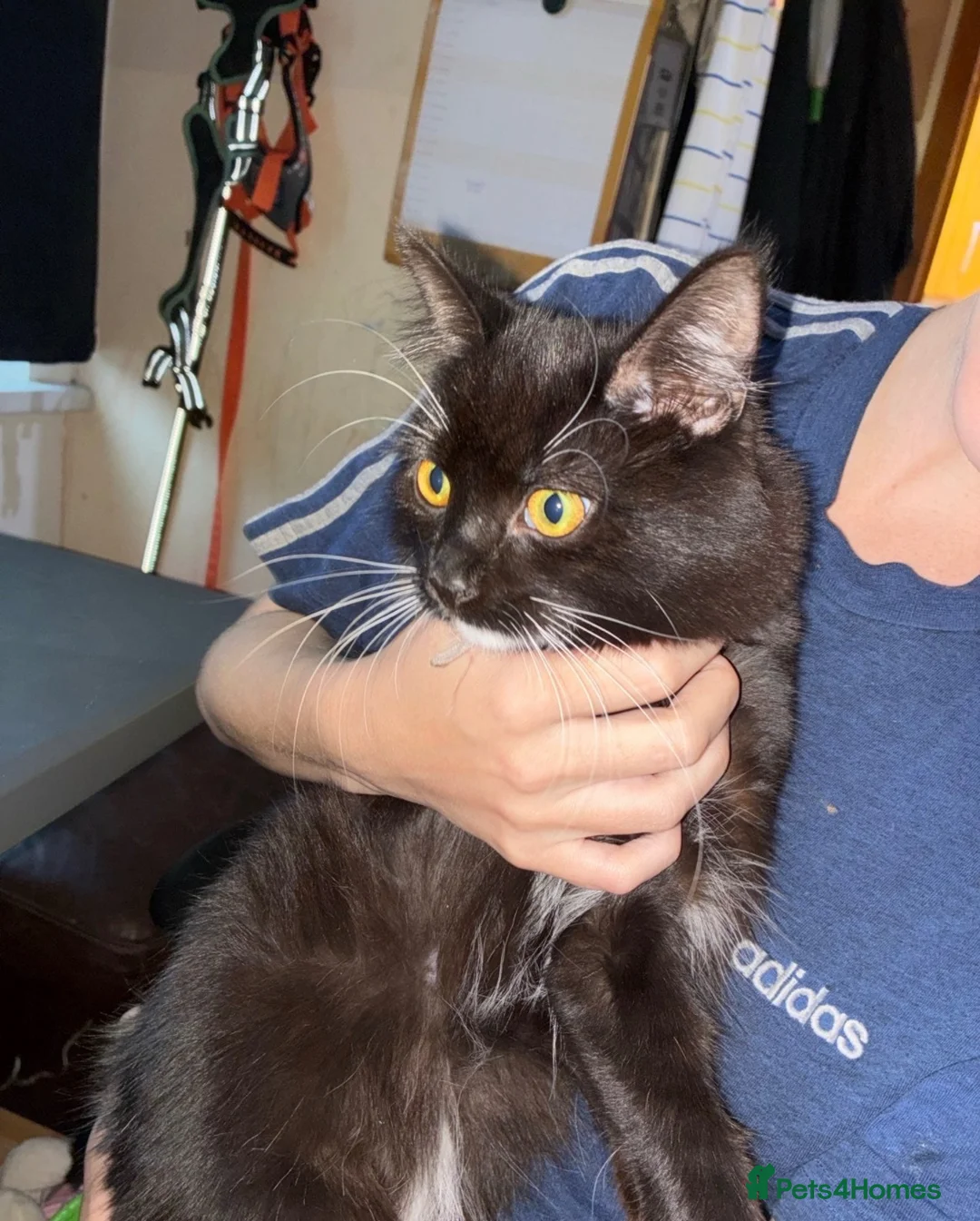 Mixed Breed cats for sale: Georgie is in need of a new home in Leeds - Advert 2
