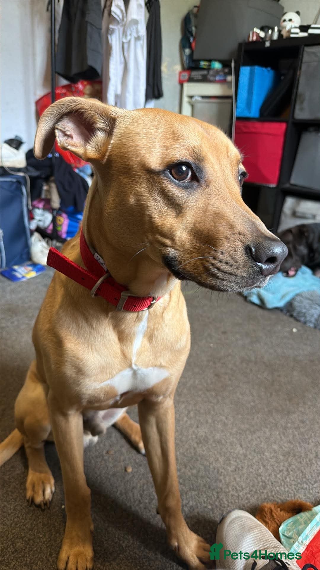 Mixed Breed dogs Meet DEX!! - Advert 3