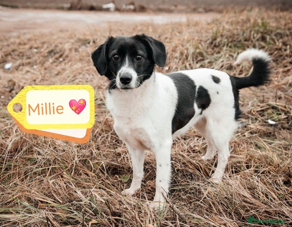 Dogs Forfar Dogs for adoption in Dunfermline | Pets4Homes
