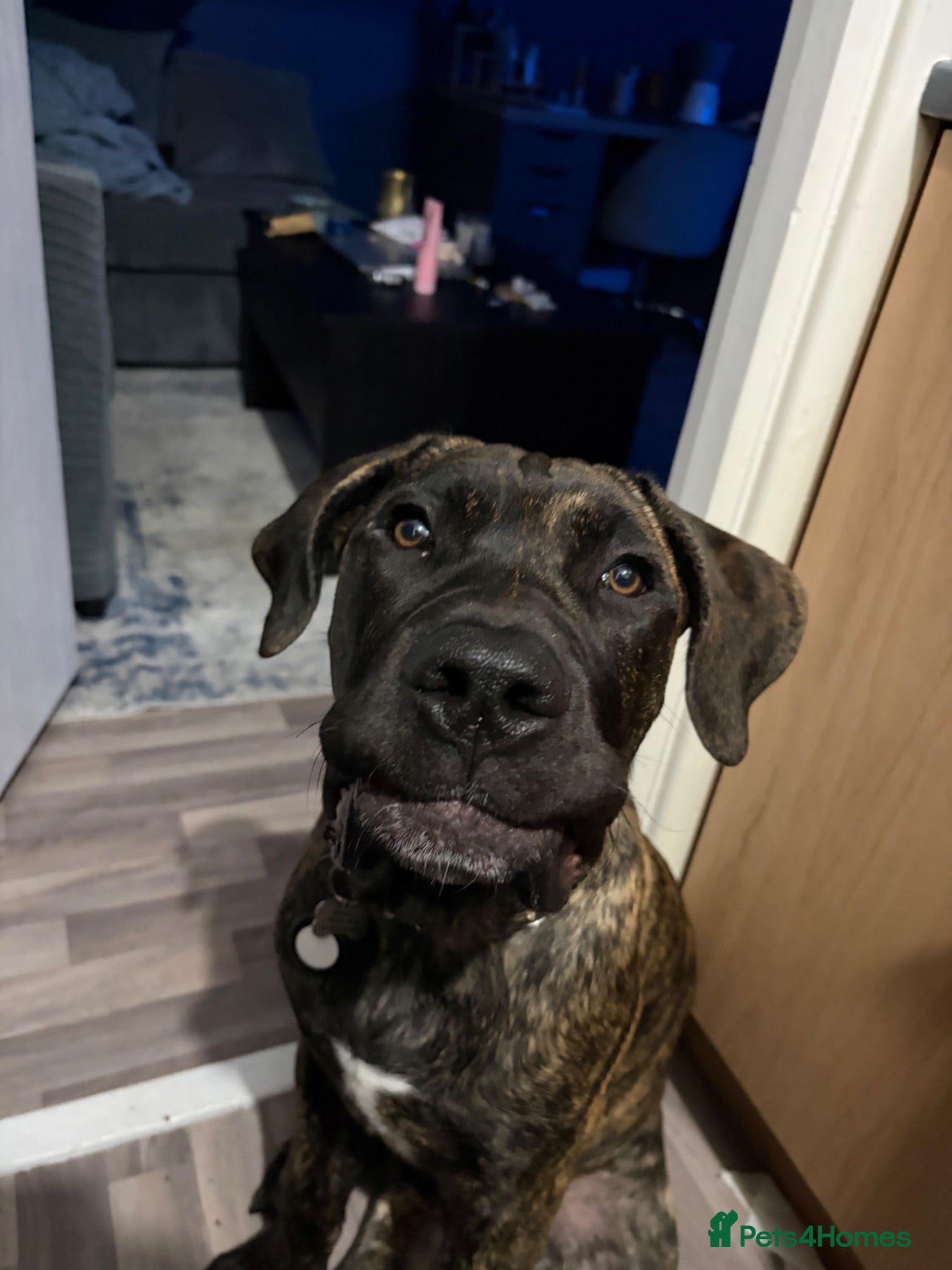 Presa Canario dogs Stunning presa canario  - Advert 4