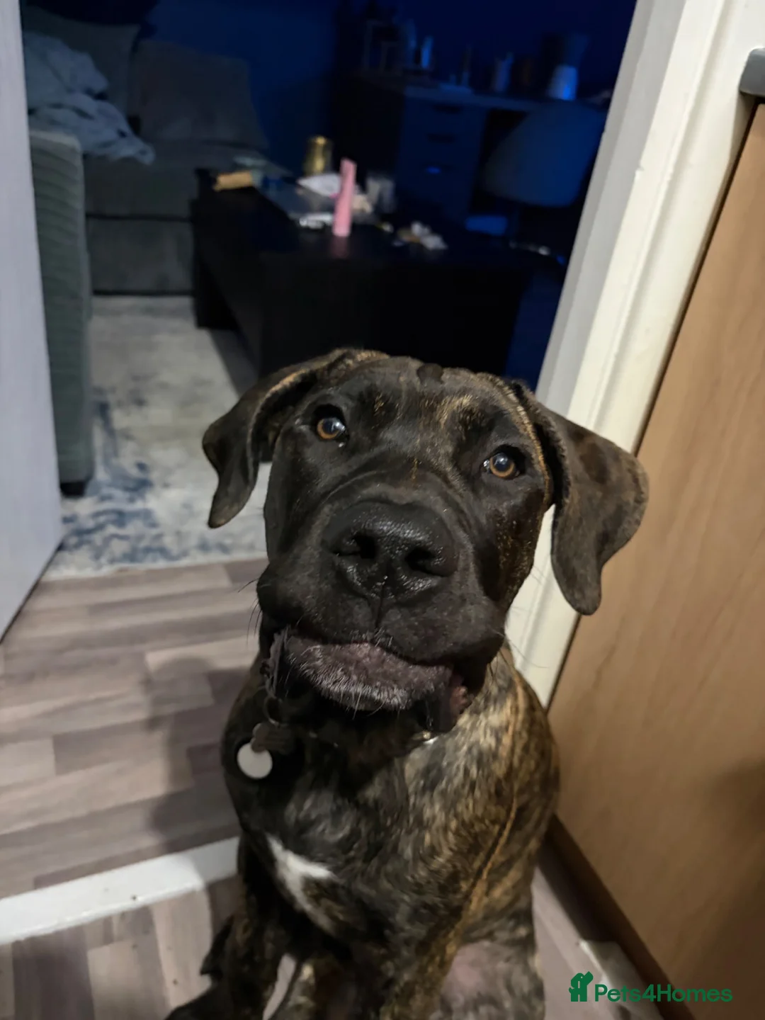 Presa Canario dogs for sale: Stunning presa canario  - Advert 1