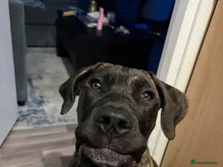 Presa Canario dogs Stunning presa canario - Advert 5
