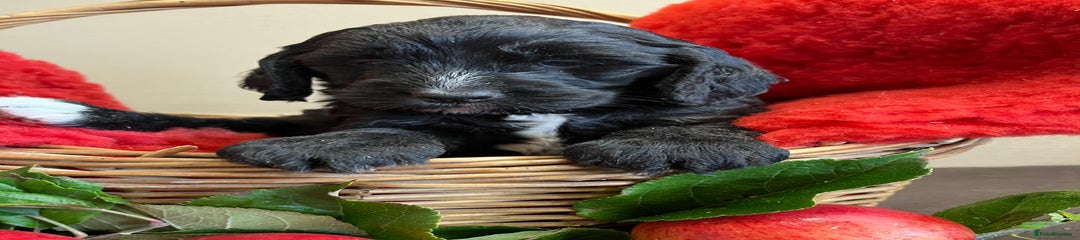 Sproodle Puppy 2